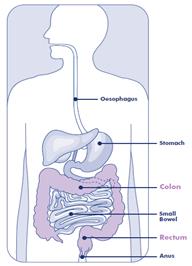 Diagram of large bowel